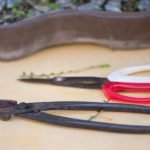 Come Si Fa a Far Rinascere Kl Bonsai Scopri come far rinascere il tuo bonsai con i nostri consigli esperti