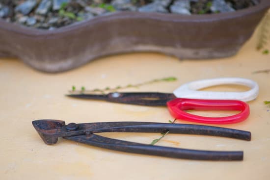 Come Si Fa a Far Rinascere Kl Bonsai 1 Scopri come far rinascere il tuo bonsai con i nostri consigli esperti