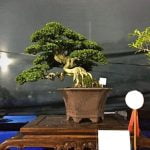 Come Gestire Un Bonsai consigli e tecniche imperdibili per il suo benessere