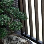 Come Potare Un Bonsai Di Fico Video Guarda un video tutorial su come potare un bonsai di fico