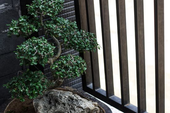 Come Potare Un Bonsai Di Fico Video 1 Guarda un video tutorial su come potare un bonsai di fico