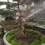 Come Fare Bonsai Da Potatura Di Olivo passo dopo passo