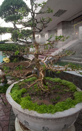 Come Fare Bonsai Da Potatura Di Olivo 1 passo dopo passo