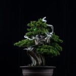 Guida dettagliata su come creare un bonsai dal seme