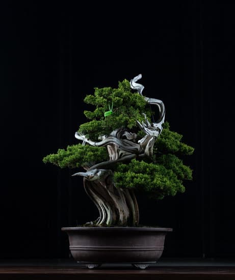 Guida dettagliata su come creare un bonsai dal seme
