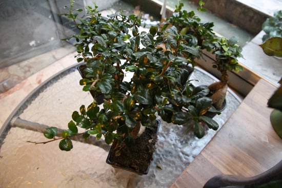 Guarda il video tutorial su come creare un bonsai di olivo