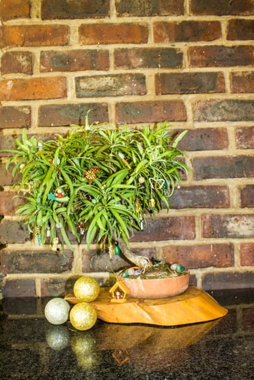 Come Fare Bonsai Di Acero 1 passo dopo passo per un risultato sorprendente