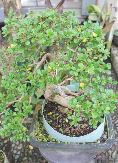 Come Usare Alliette Per Bonsai 1 Scopri come usare alliette per bonsai per migliorare la crescita e la salute delle piante