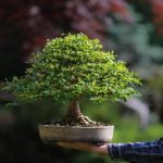 Come Creare Un Bonsai Di Melo Guida dettagliata passo dopo passo su come creare un bonsai di melo