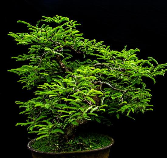 E' Obbligatorio Potare Il Bonsai 1 Scopri l'importanza di potare il bonsai regolarmente per mantenerlo sano e in forma ottimale