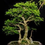 Da dove cominciare per creare un bonsai