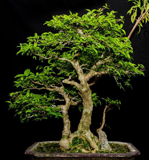 Scopri quando potare un olivo bonsai per mantenerlo sano e robusto