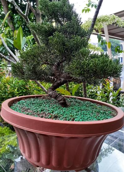 Come Si Fa Un Bonsai Di Olivo 1 Guida passo passo su come si fa un bonsai di olivo per principianti e esperti