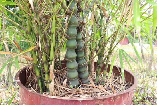 Come Fare Se Il Bonsai Si Sta Cominciando a Seccare 1 Innaffia il bonsai regolarmente per evitare che si cominci a seccare