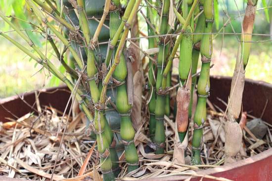 Guida dettagliata su come potare i bonsai olivo per una crescita sana e robusta