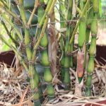 quanto aspettare per conimare bonsai dopo il rinvaso