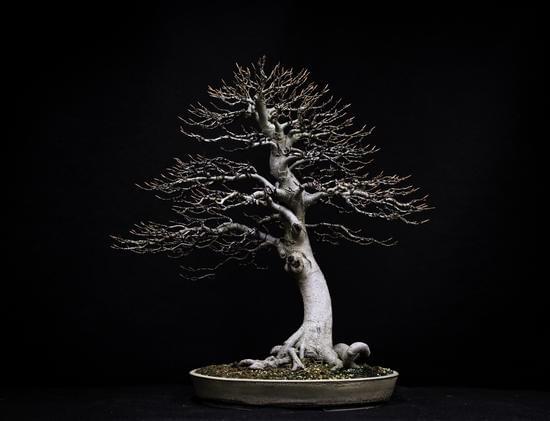 Come Bagnare I Bonsai 1 consigli e trucchi per mantenere l'umidità ideale