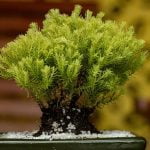 Che Cos'E' Il Bonsai guida alla cura e alla bellezza di queste piccole meraviglie