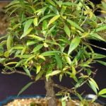 Scopri quando trapiantare un bonsai camelia per favorirne la crescita e la salute