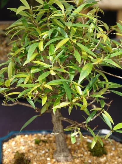 Quando Trapiantare Un Bonsai Camelia 1 Scopri quando trapiantare un bonsai camelia per favorirne la crescita e la salute