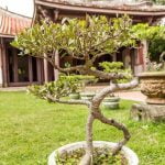 Come Fare Vasi Per Bonsai in Casa Guida dettagliata su come fare vasi per bonsai in casa
