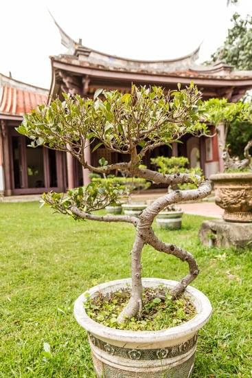Come Fare Vasi Per Bonsai in Casa 1 Guida dettagliata su come fare vasi per bonsai in casa