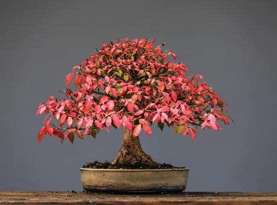 Che Terriciio Per Bonsai 1 Scegli terriccio specifico per bonsai per garantire la salute delle piante