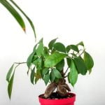 Scopri quanti fiori può produrre un bonsai e come mantenerli