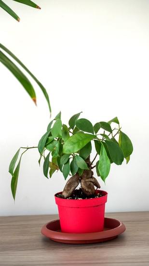 Scopri quanti fiori può produrre un bonsai e come mantenerli