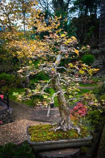 Quando Innaffiare Olivo Bonsai 1 mantenere il terreno umido, ma non troppo saturo