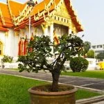 Scopri come cambiare terra al bonsai con questi semplici consigli