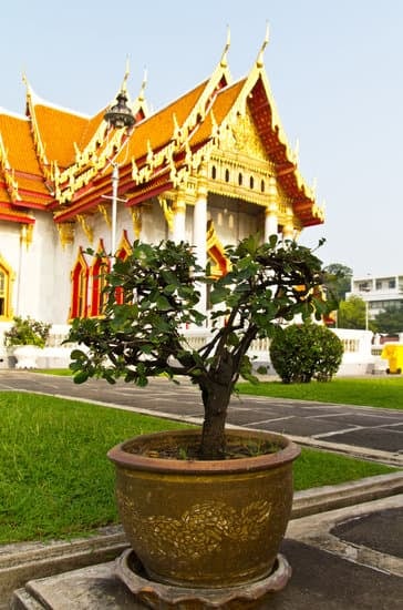 Come Cambiare Terra Si Bonsai 1 Scopri come cambiare terra al bonsai con questi semplici consigli