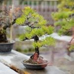 Cosa Significa in Giapponese Il Termine Bonsai Cruciverba Bonsai