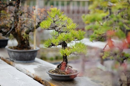 Cosa Significa in Giapponese Il Termine Bonsai Cruciverba 1 Bonsai