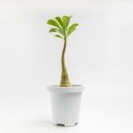 Scopri dove trovare dottorespecializzati per bonsai a Genova