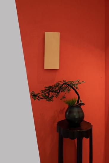 Segui le tecniche di potatura e cura per mantenere un albero di baobab in forma bonsai