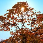 Come Curare Il Bonsai Di Mirto Guida completa su come curare il bonsai di mirto