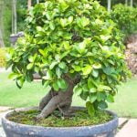 Guida dettagliata su come fare un ulivo bonsai in casa