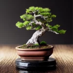 Scopri il momento perfetto per piantare i bonsai e garantirne la crescita.