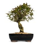 Come Rendere Bonsai Un Albero Cipresso come rendere bonsai un albero cipresso