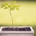 Quando Potatura Conifere Bonsai consigli utili per una potatura efficace e sana