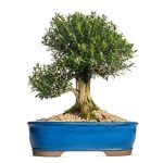 Quando E Come Defogliare Bonsai Olmo Cinese Scopri quando e come defogliare il bonsai olmo cinese per una cura ottimale