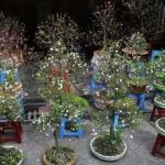 Guida completa su come scegliere i bonsai per principianti e esperti
