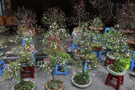 Come Scegliere I Bonsai 1 Guida completa su come scegliere i bonsai per principianti e esperti