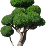 Quando Una Piantina Diventa Bonsai Trasforma una piantina in bonsai seguendo i nostri consigli