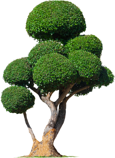 Quando Una Piantina Diventa Bonsai 1 Trasforma una piantina in bonsai seguendo i nostri consigli