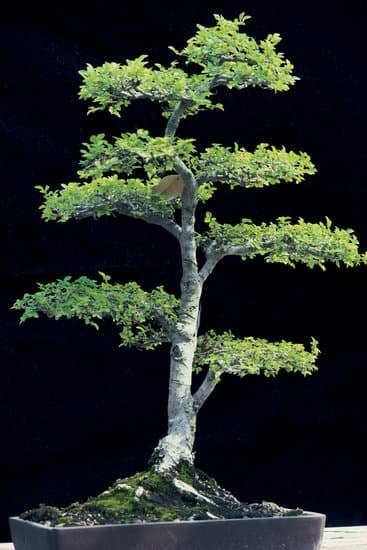 Come E Quando Potare Un Bonsai Ginseng 1 Scopri come e quando potare un bonsai ginseng per mantenerlo sano e in forma