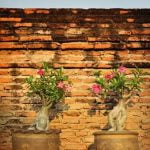 Come.Se.Cambia.Il.Vaso.De.Bonsai consigli per una corretta trasposizione della pianta