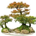 Come Rinvasare Un Bonsai Di Faggio guida dettagliata passo dopo passo per un rinvaso di successo