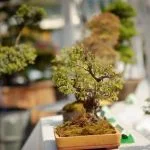 consigliamo prodotti specifici per favorire la crescita e la salute dei bonsai